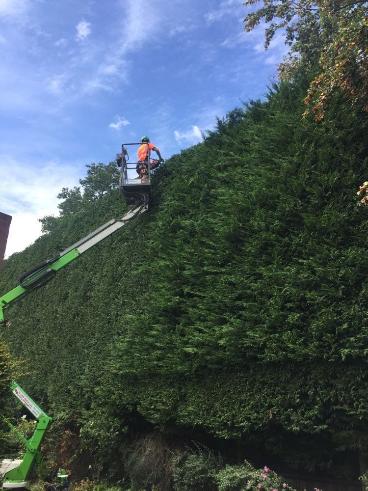 Large Lleyandii Trimming