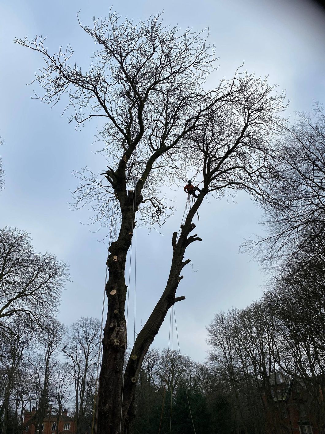 Horse Chesnut Dismantle