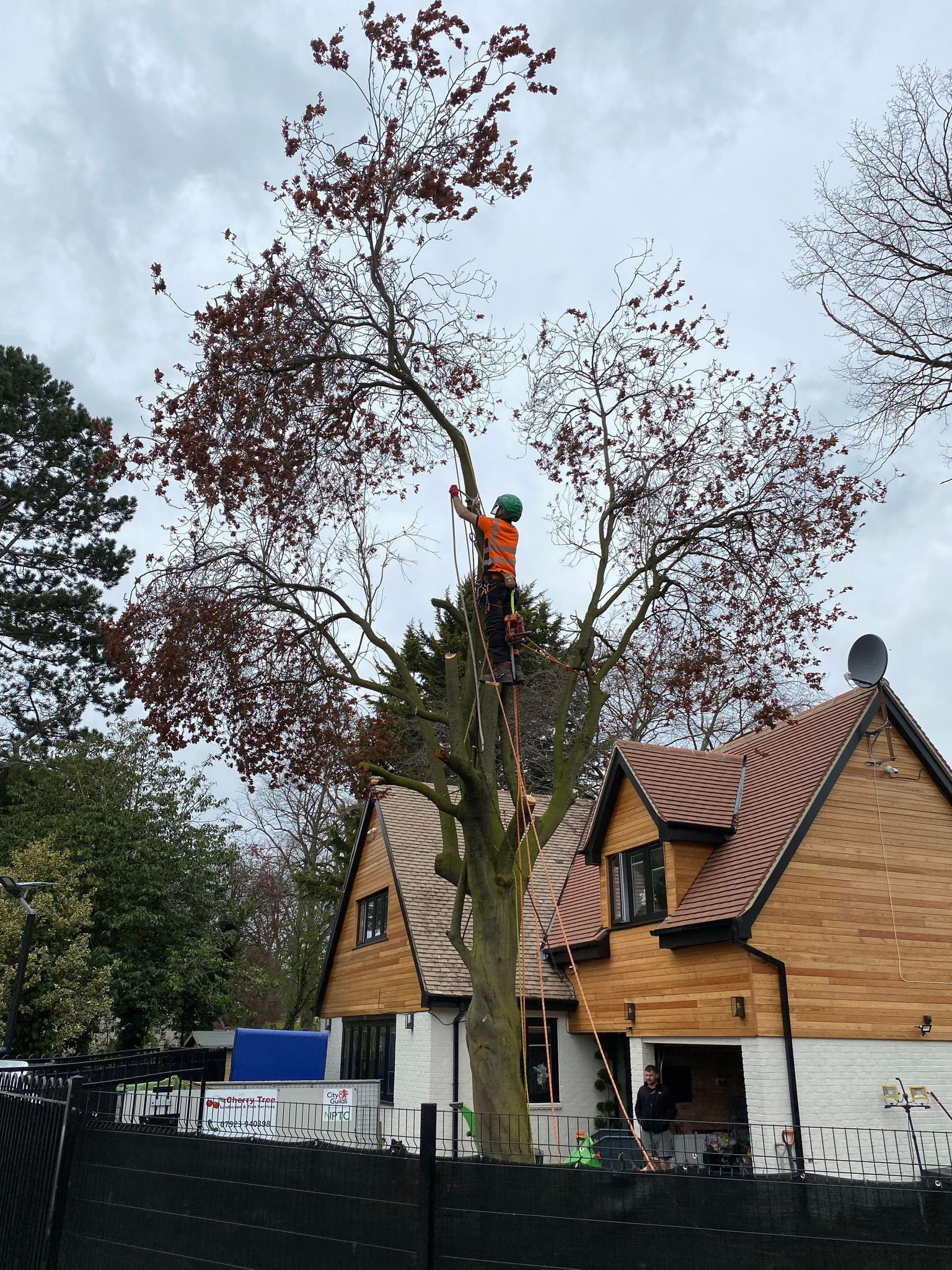 Tree pruning