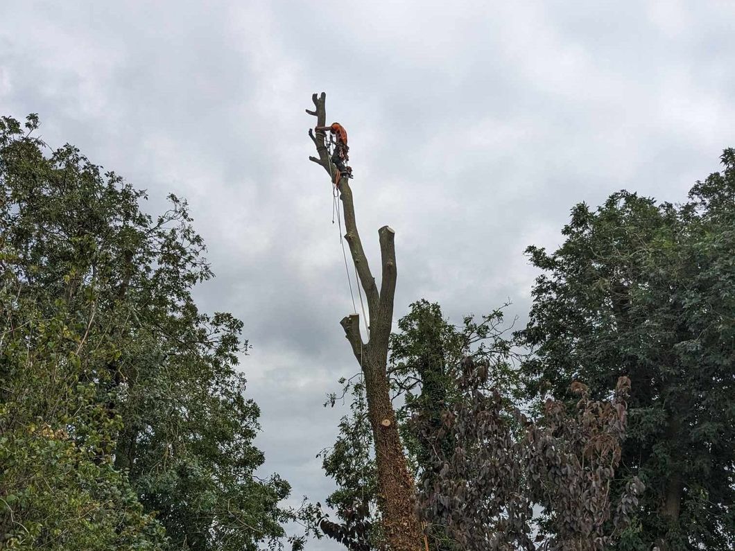Ash Tree Dismantle