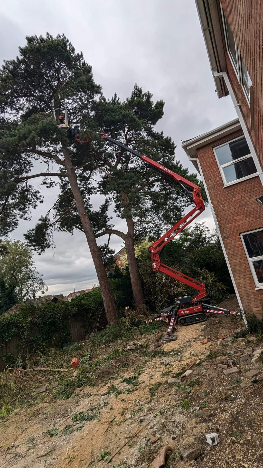 Scotts Pine