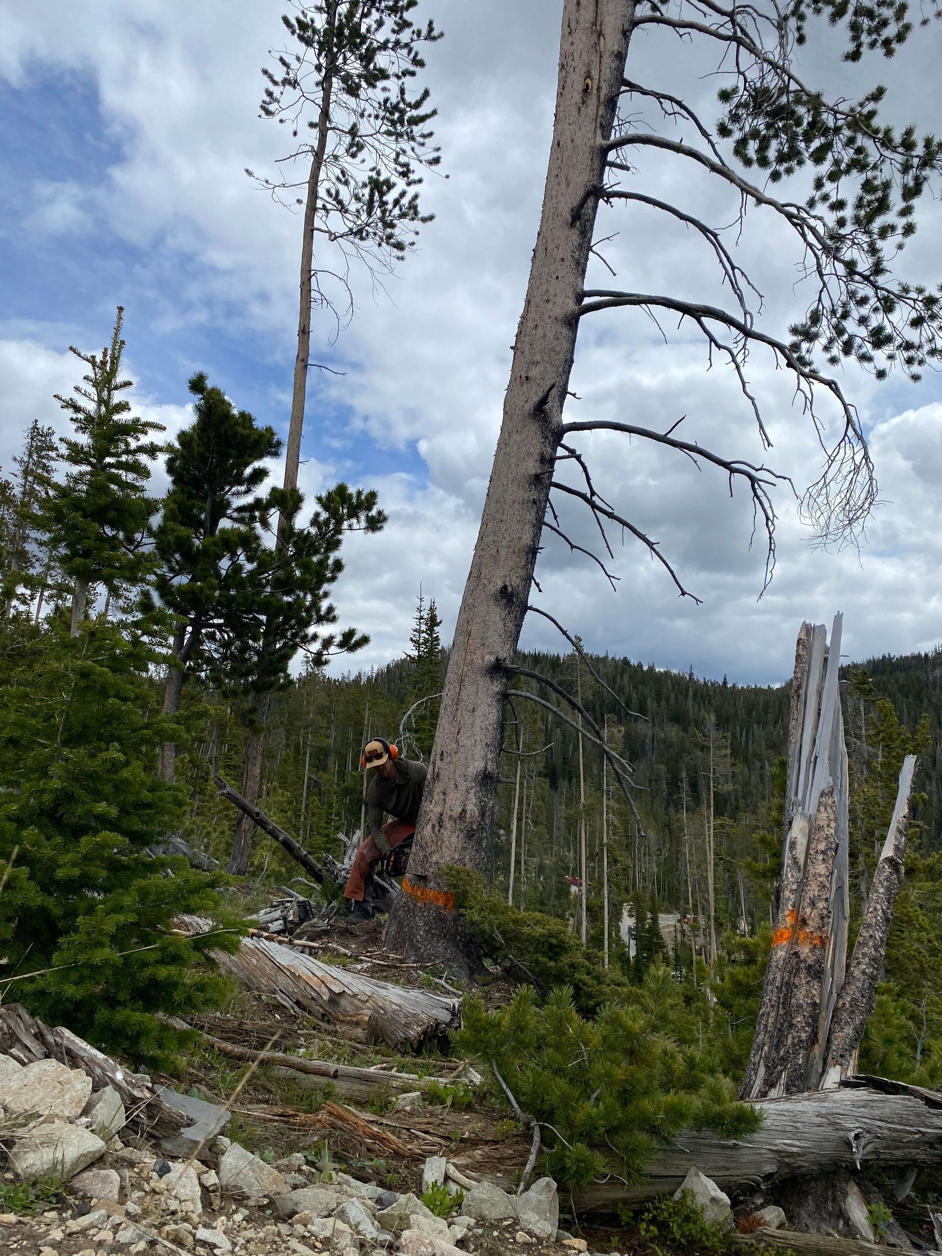Hiker in red jacket standing among fallen logs and tall pines on a rocky forest slope