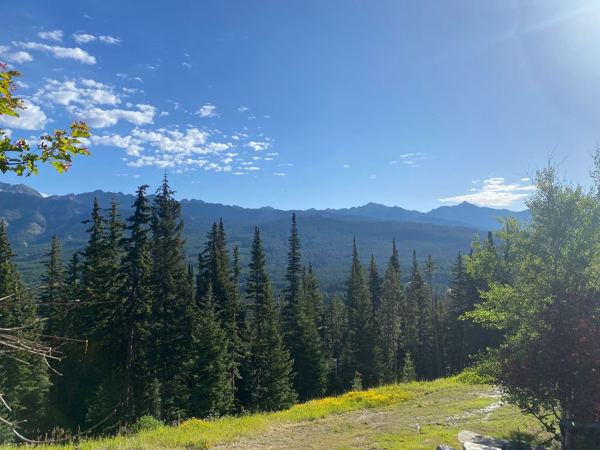 Sunlit mountain view with evergreen forest, blue sky, and grassy meadow in the foreground