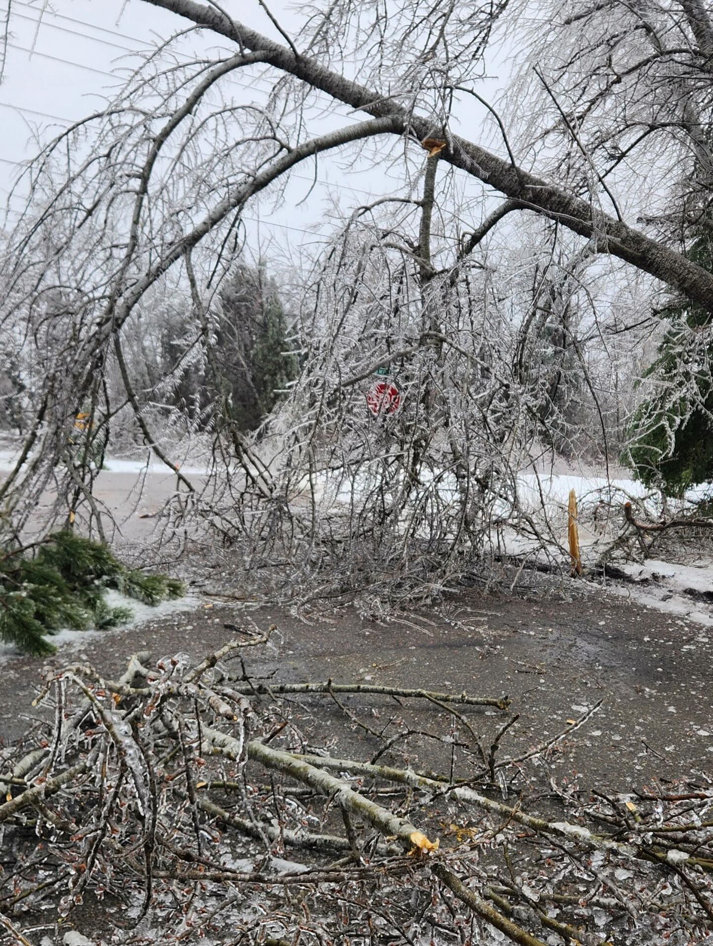 Ice-covered tree limbs over a debris-strewn road after a winter storm