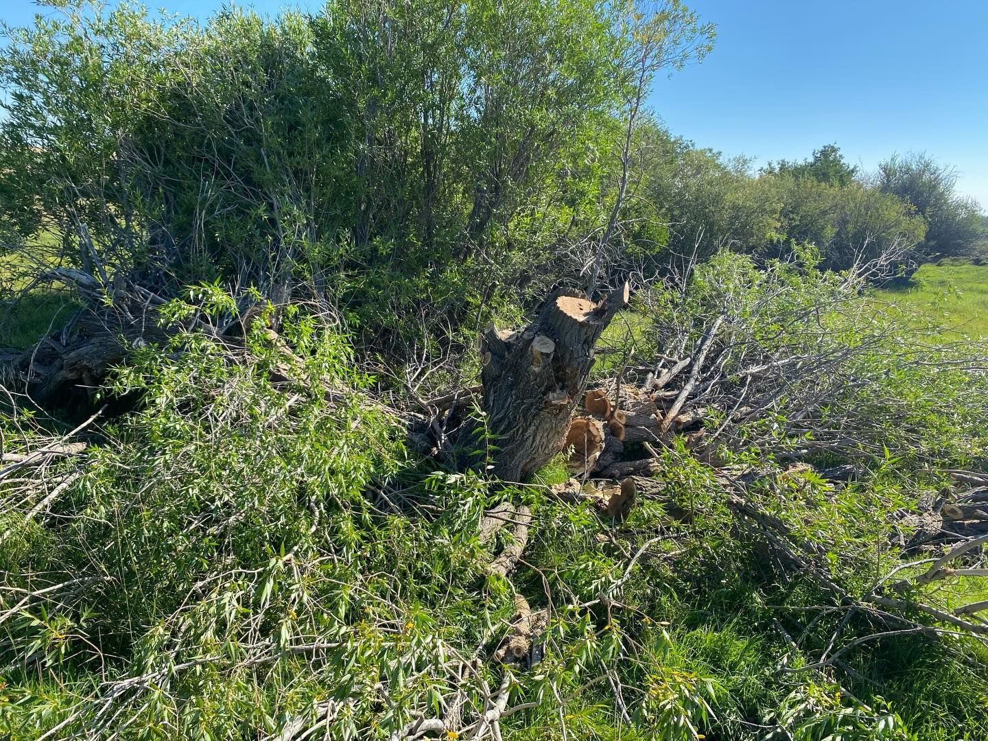Cut tree stump amid dense green shrubs in a sunny field
