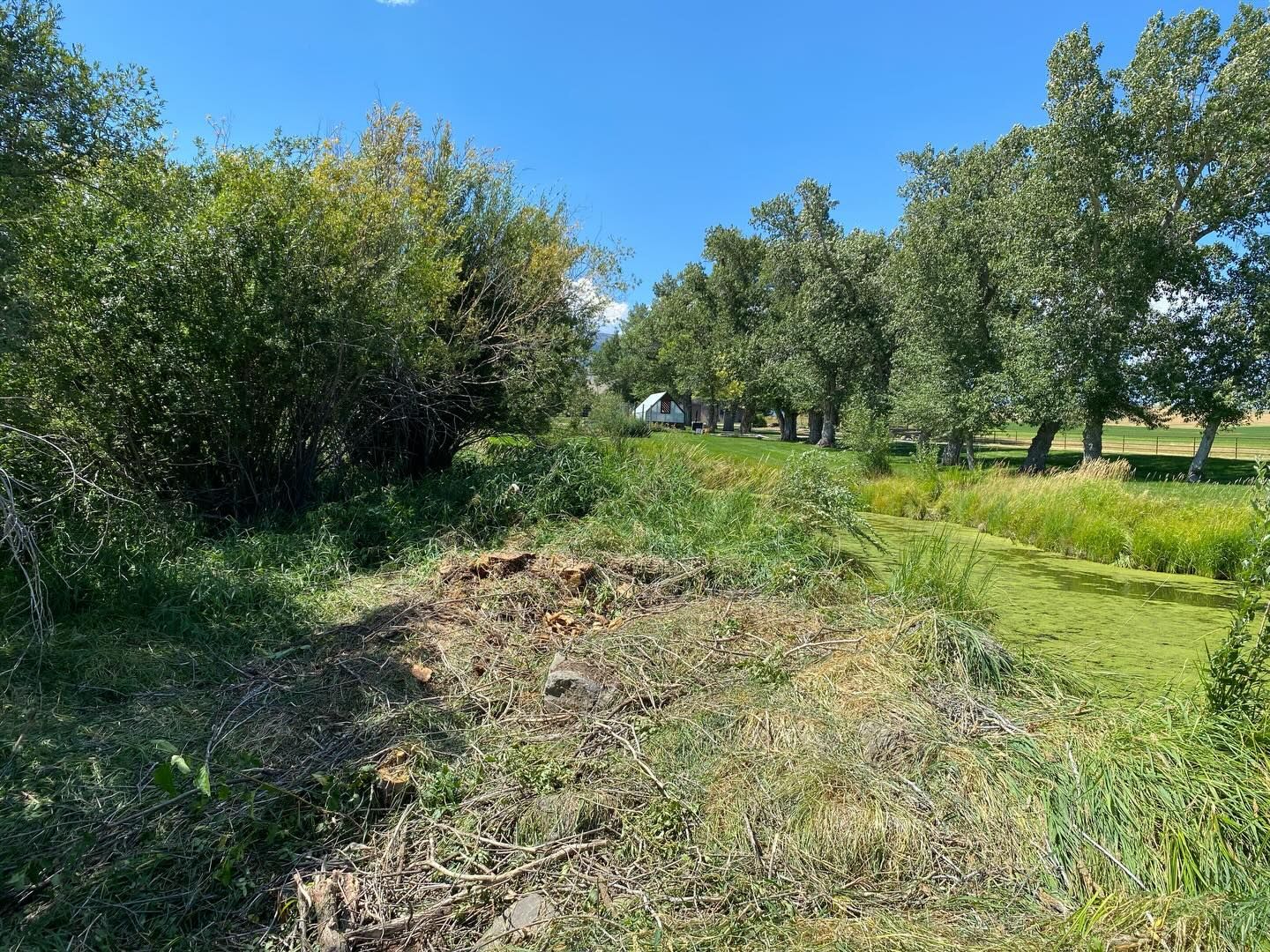 Grassy field with trees and shrubs under a clear blue sky, with a patch of dry brush in the foreground