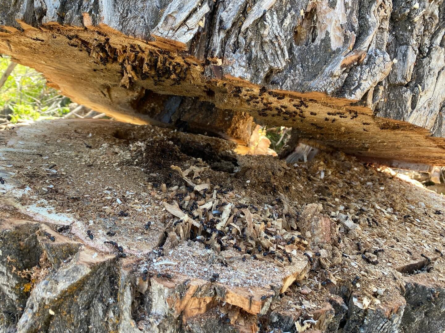 Close-up of a decaying log resting on rocks with sawdust and wood chips underneath.