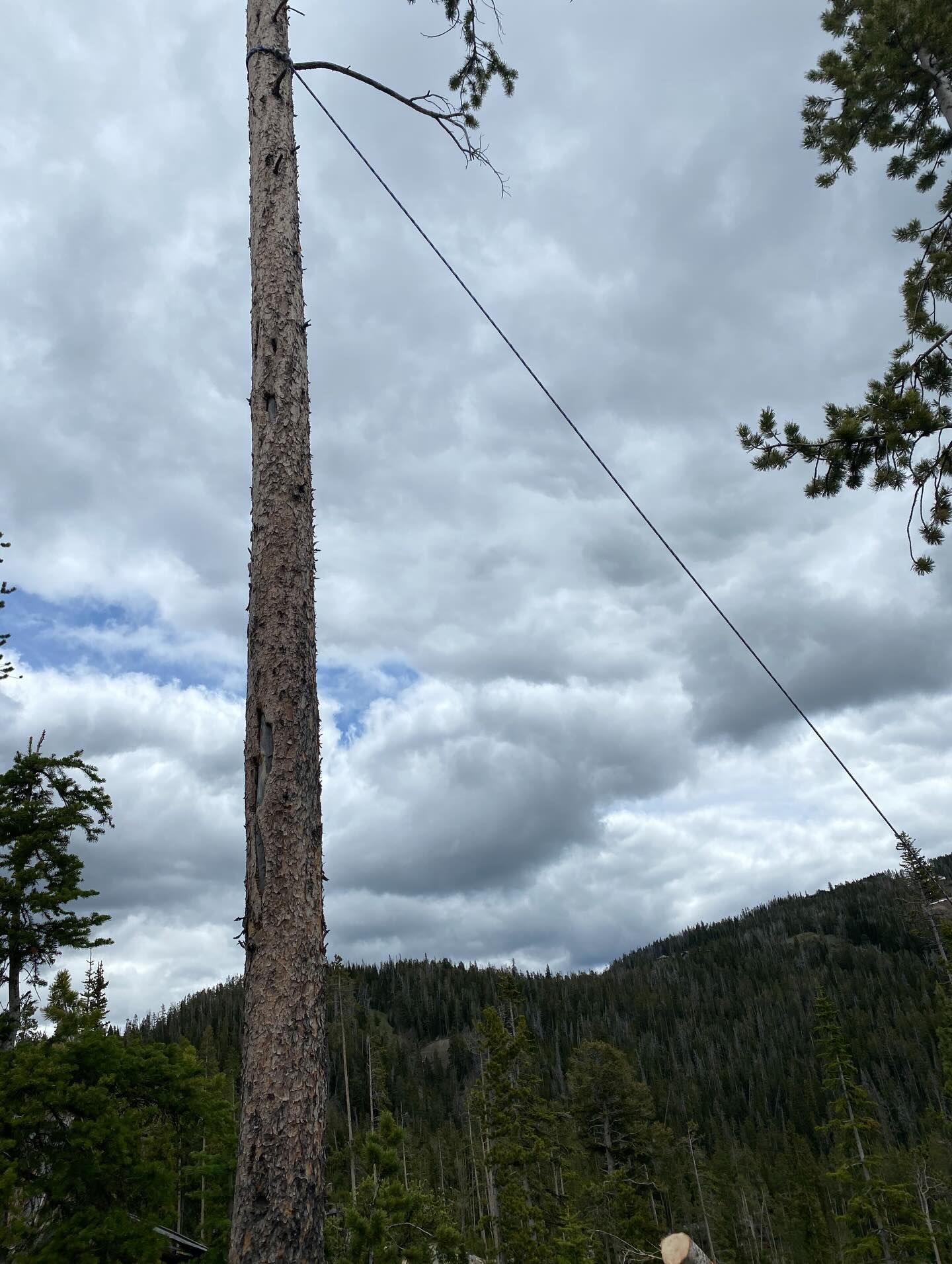 Tall pine tree with a diagonal cable against a cloudy mountain landscape