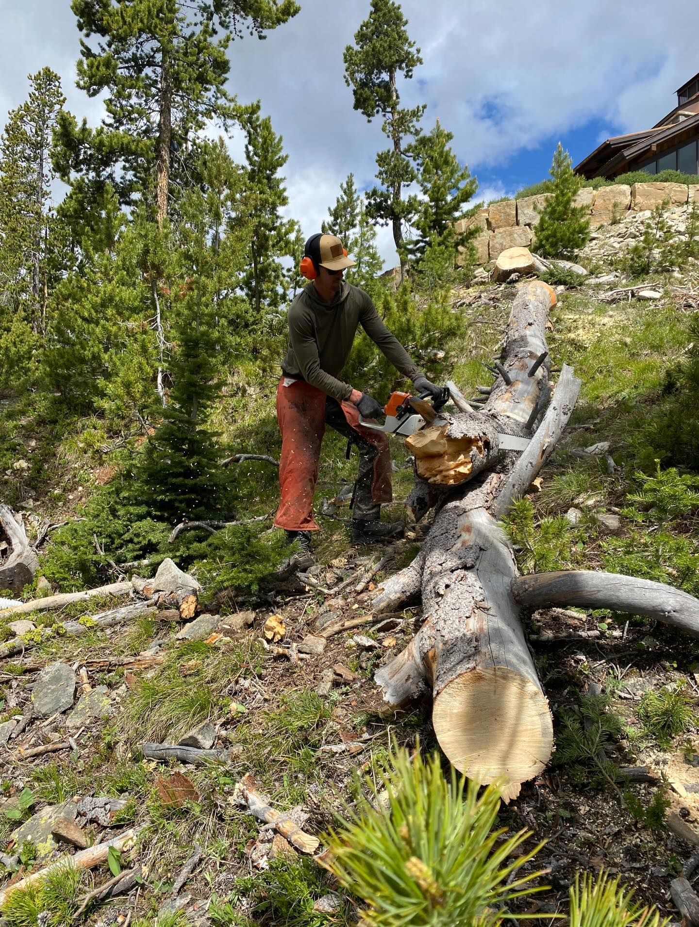 Person using a chainsaw cuts a fallen log in a forest clearing under a blue sky.