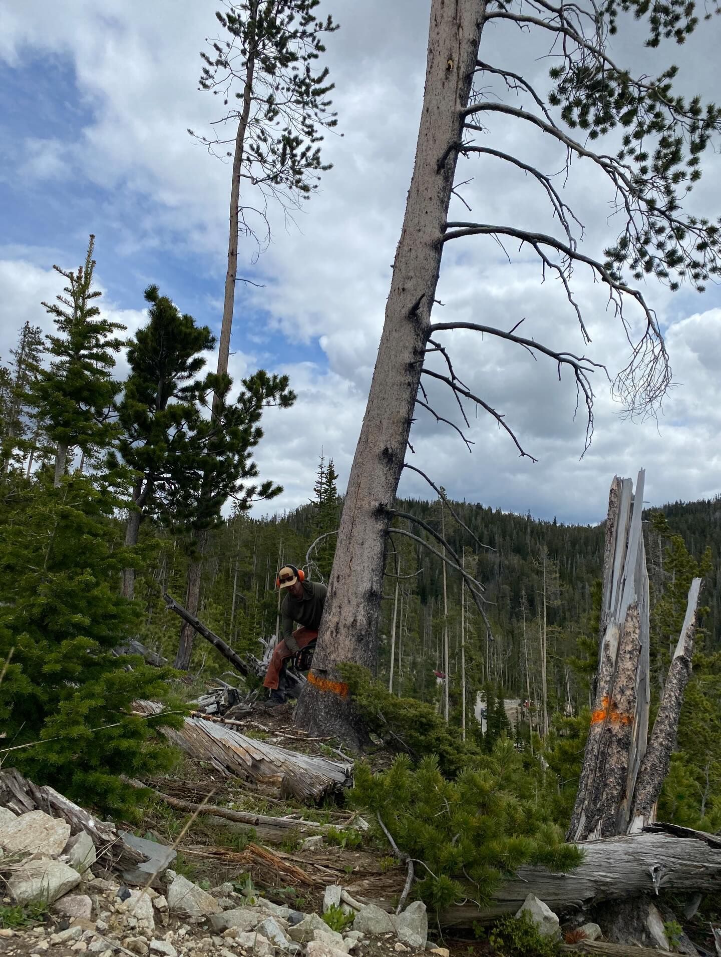 Person hiking among fallen and standing trees in a rocky forest clearing under a cloudy sky