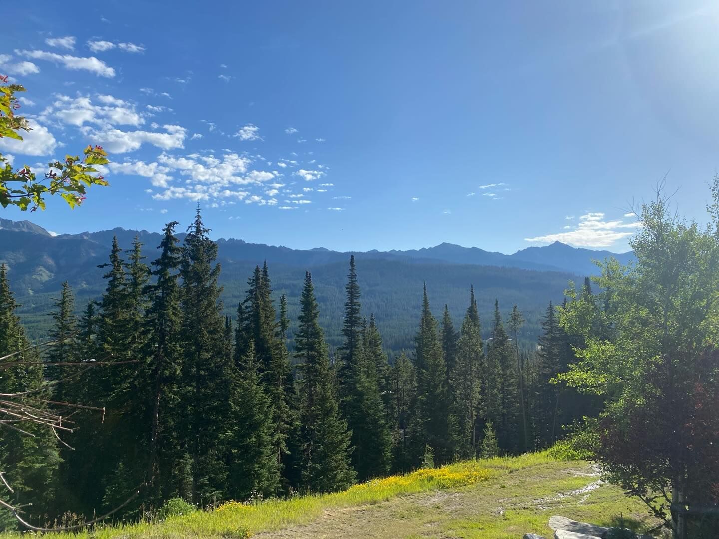 Sunlit mountain meadow with evergreen trees, distant blue ridges, and a clear sky