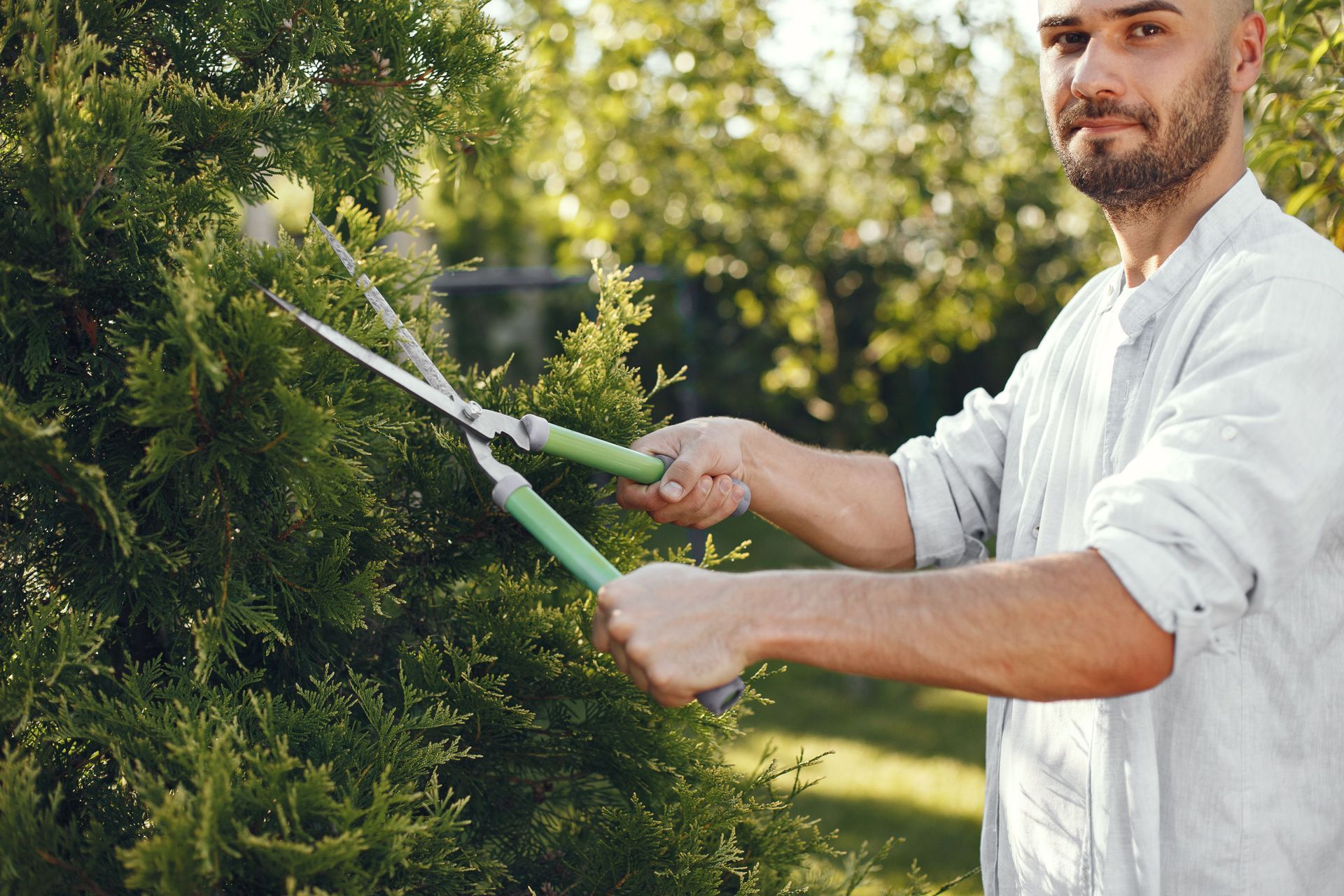 Man trimming a hedge with green hedge shears in a sunny garden