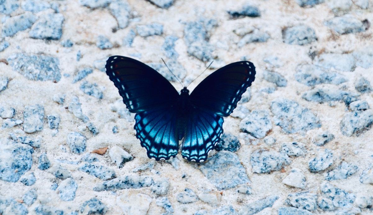 A blue butterfly is sitting on a rocky surface.