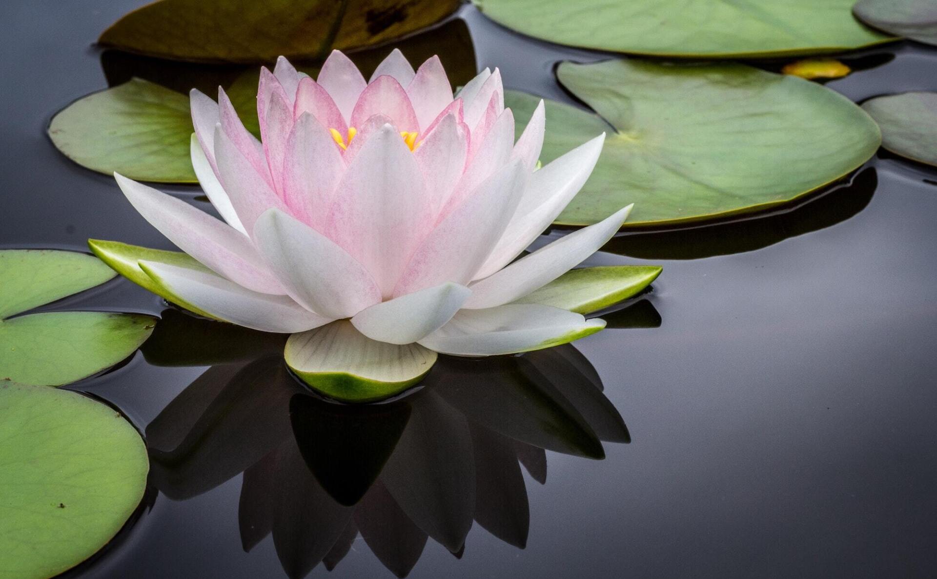 A pink water lily is floating on top of a pond surrounded by lily pads.
