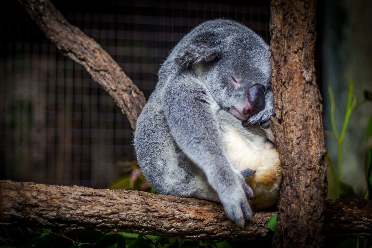 A koala bear is sleeping on a tree branch.