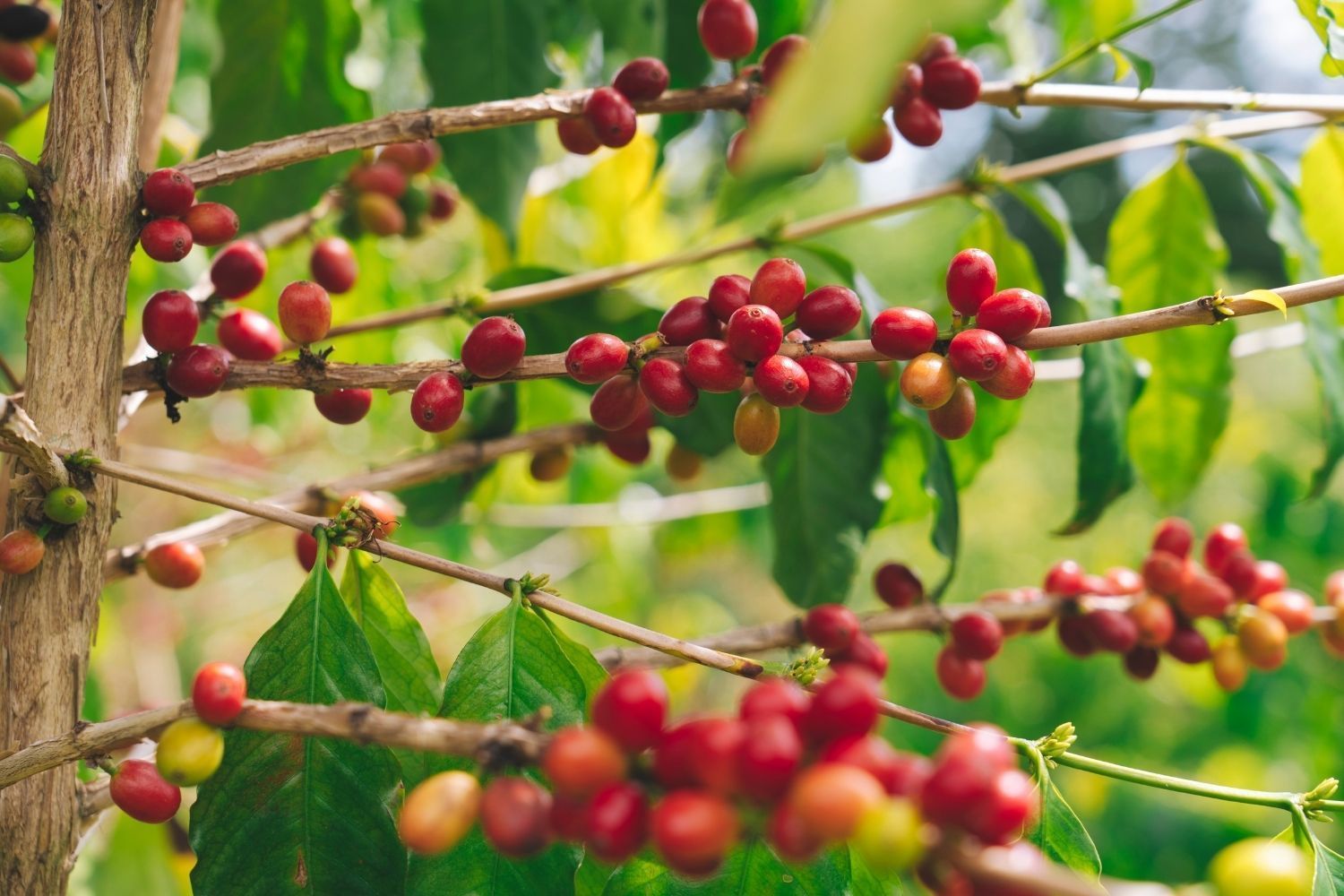 A bunch of red coffee beans growing on a tree.