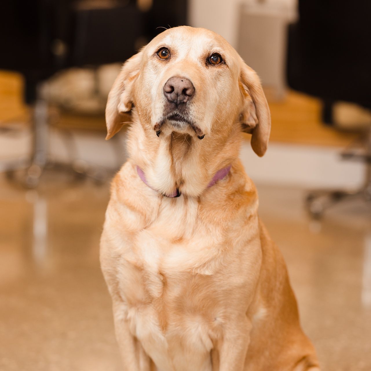 Yellow Labrador Retriever sits, gazing upwards. Indoors, blurred background, light-colored floor.