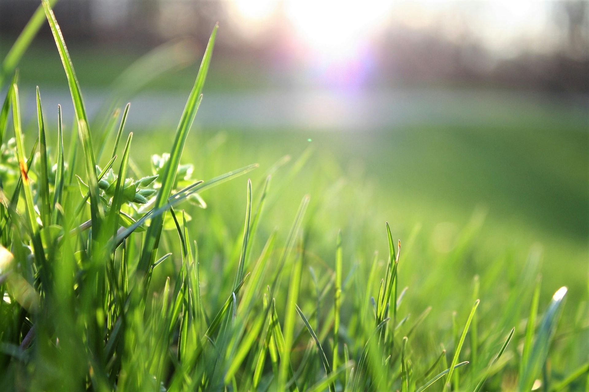 Close-up of vibrant green grass blades with a blurred sunny background.