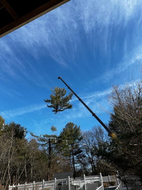 tree services 17
