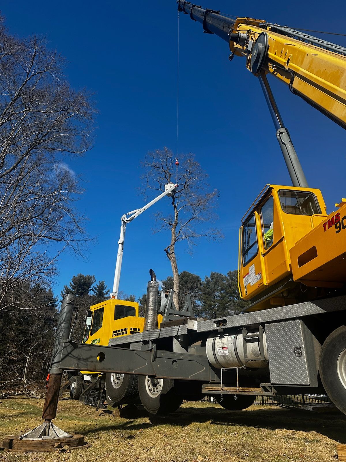 tree services 19