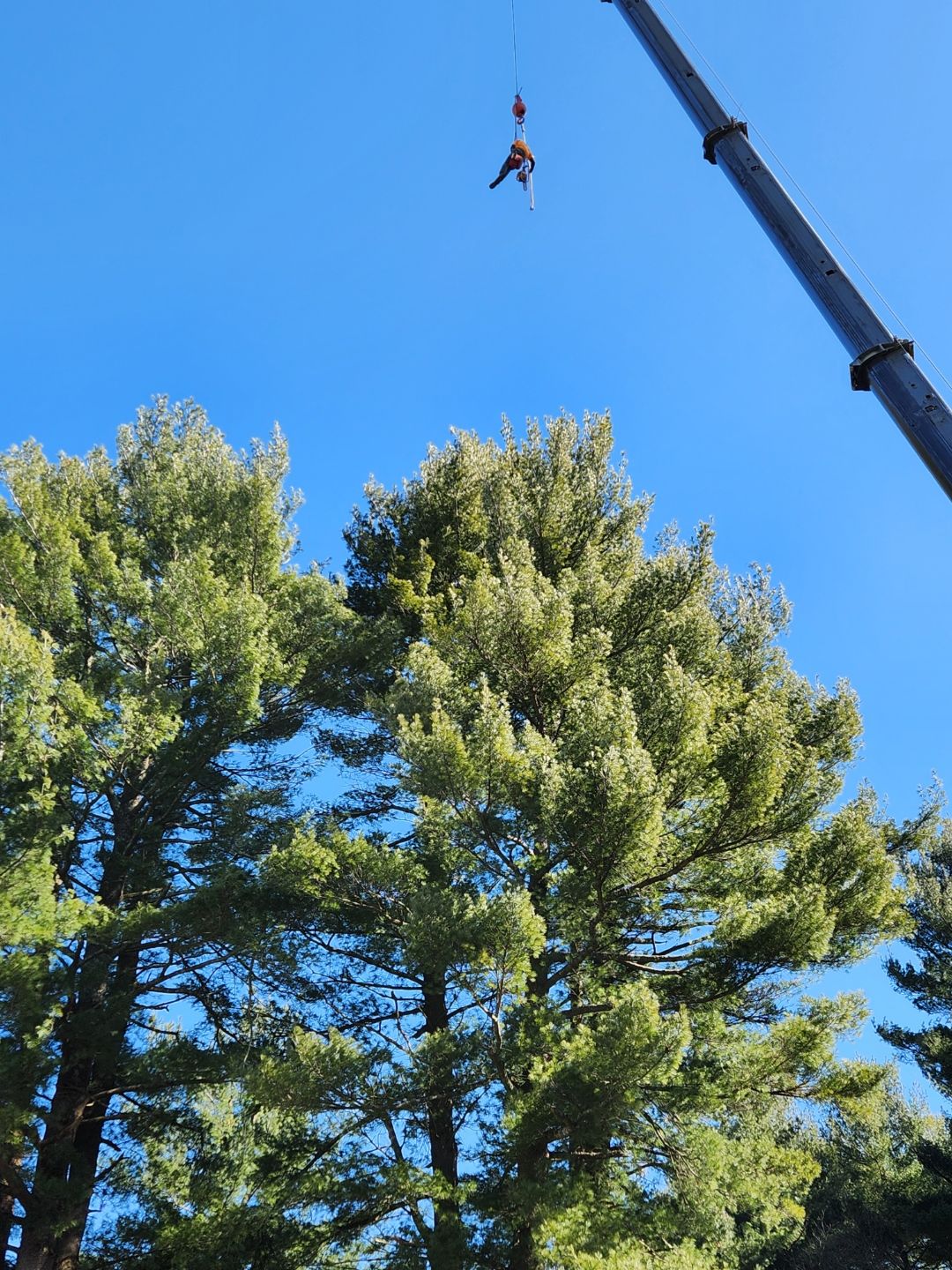 tree services 14