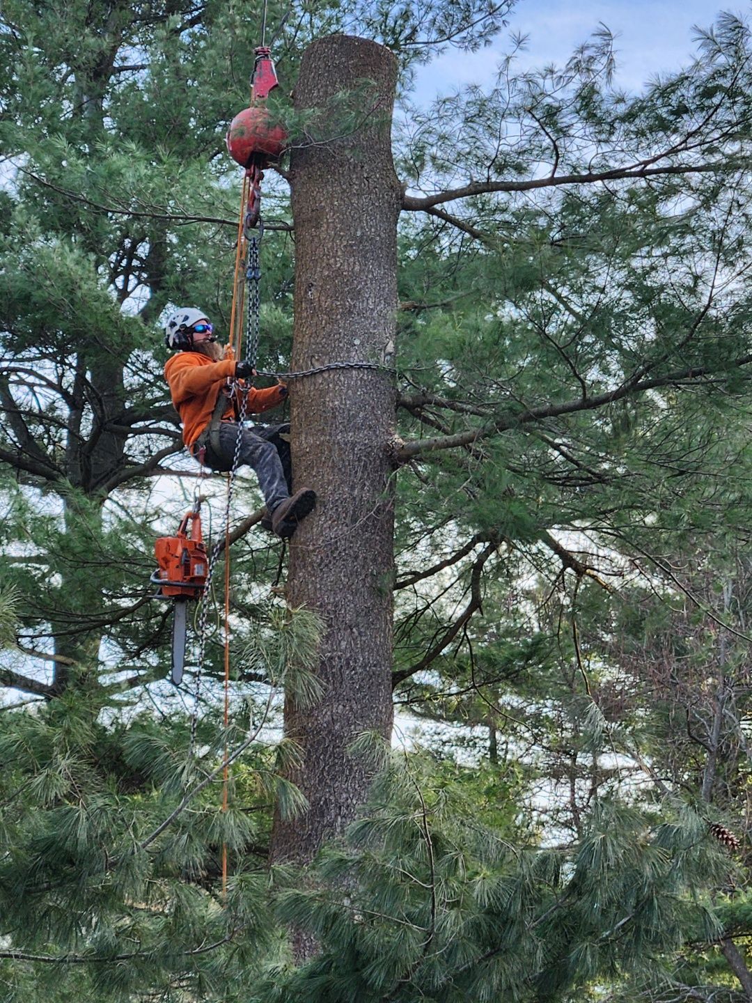 tree services 16