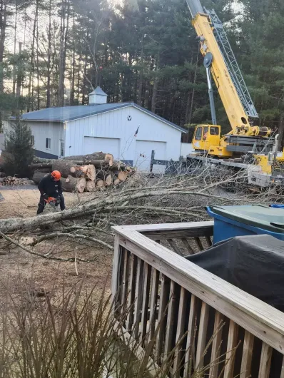 Tree service 8