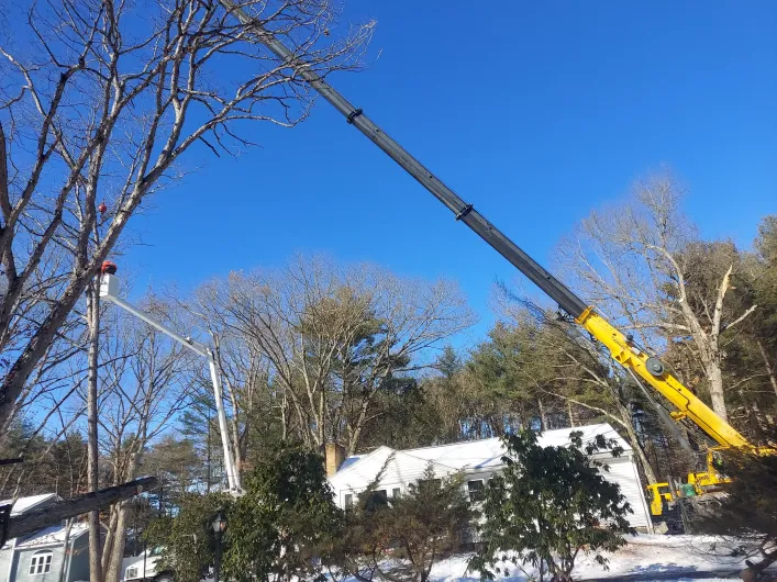 emergency-tree-service-3