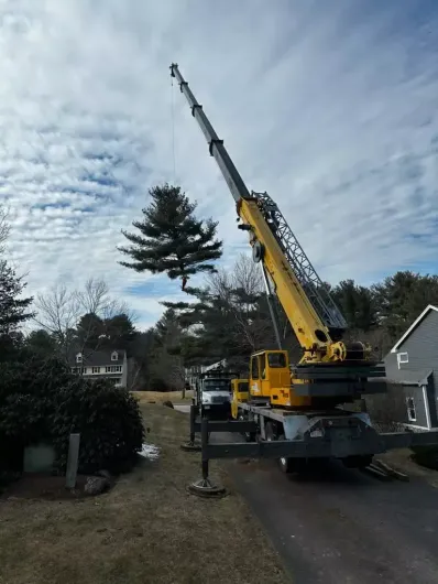 land-clearing 3