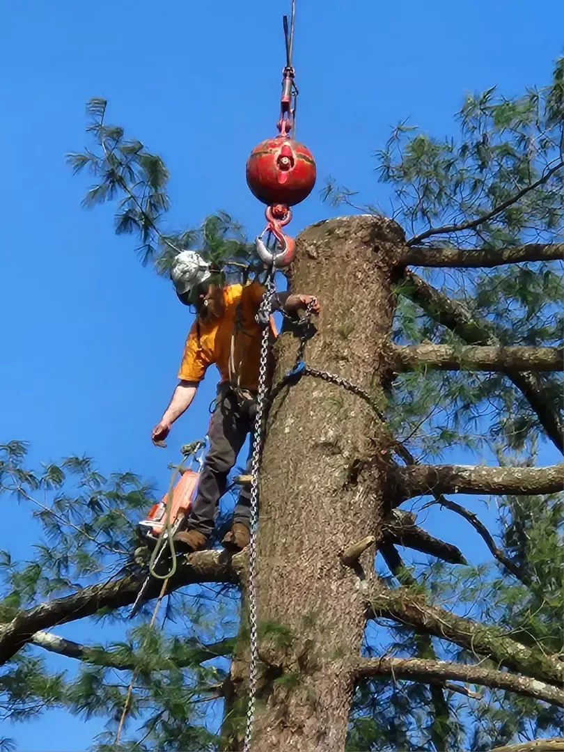 tree services 1