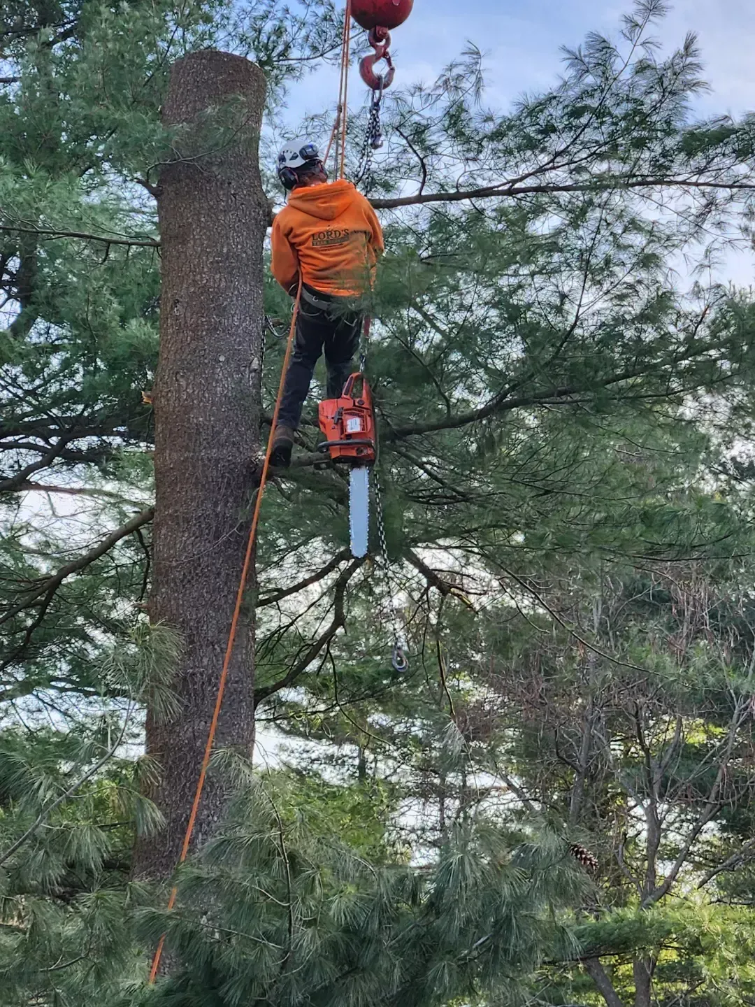 tree services 3