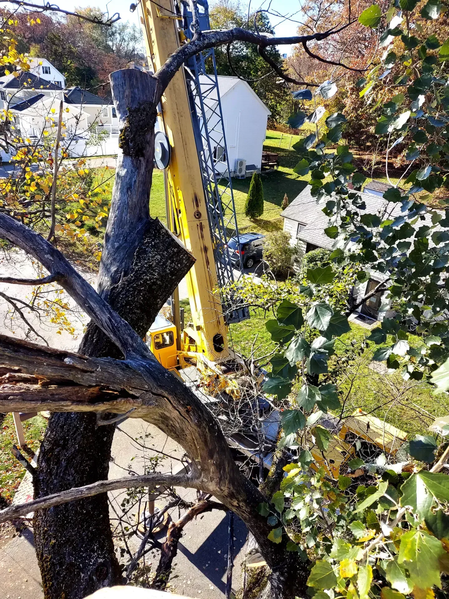 tree-trimming-billerica-3