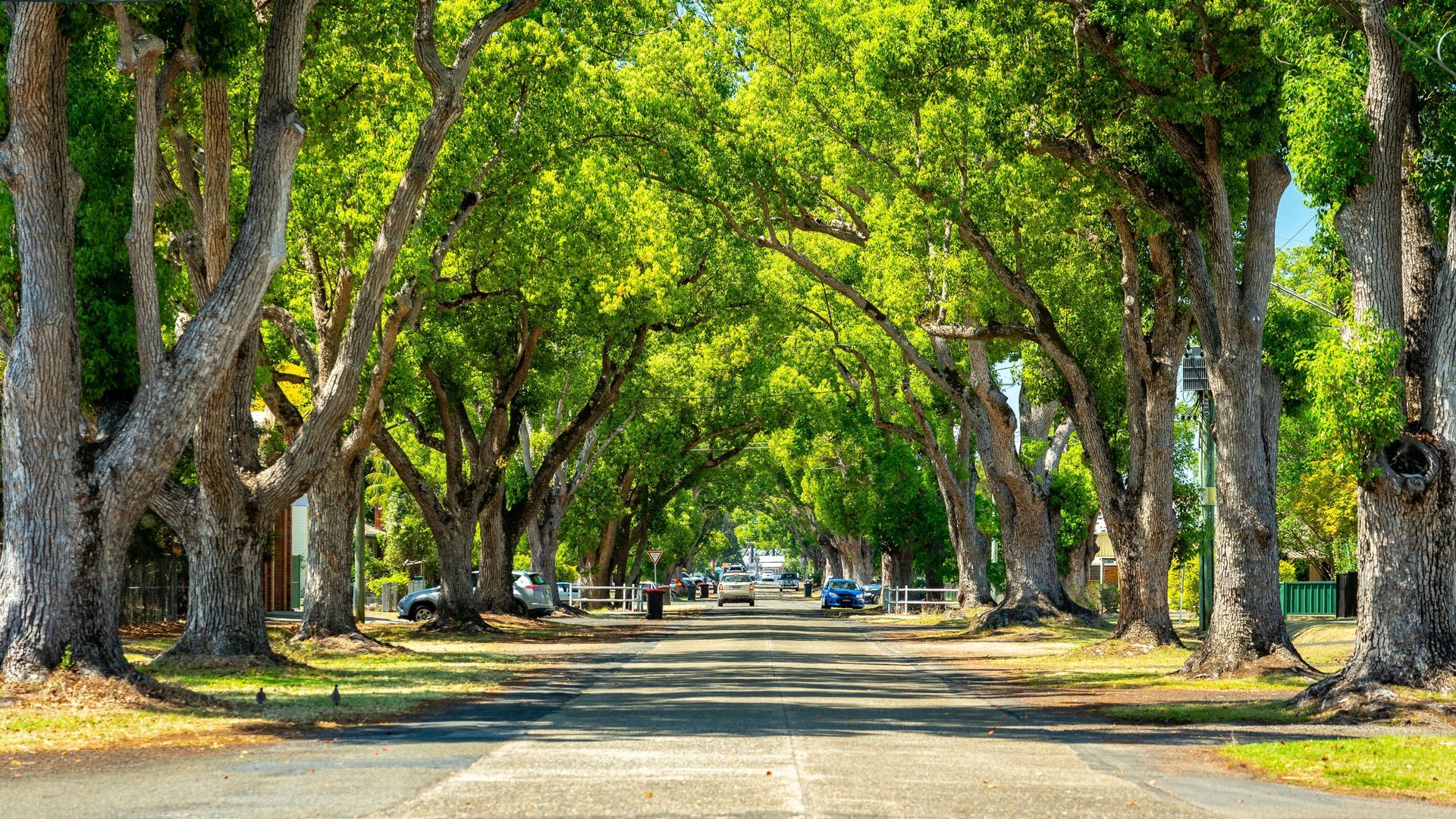 A Tree-lined Street, Sunlight Through the Canopy, Cars Parked in the Distance — Nambucca Concrete Pumping in Grafton, NSW