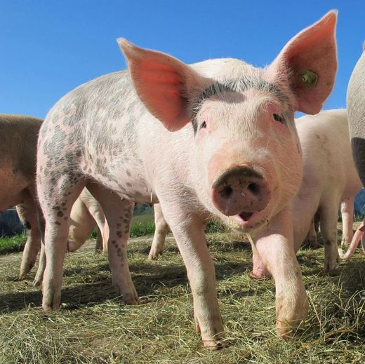 Un maialino rosa con le orecchie cadenti e la pelle maculata cammina verso la telecamera su un terreno erboso.