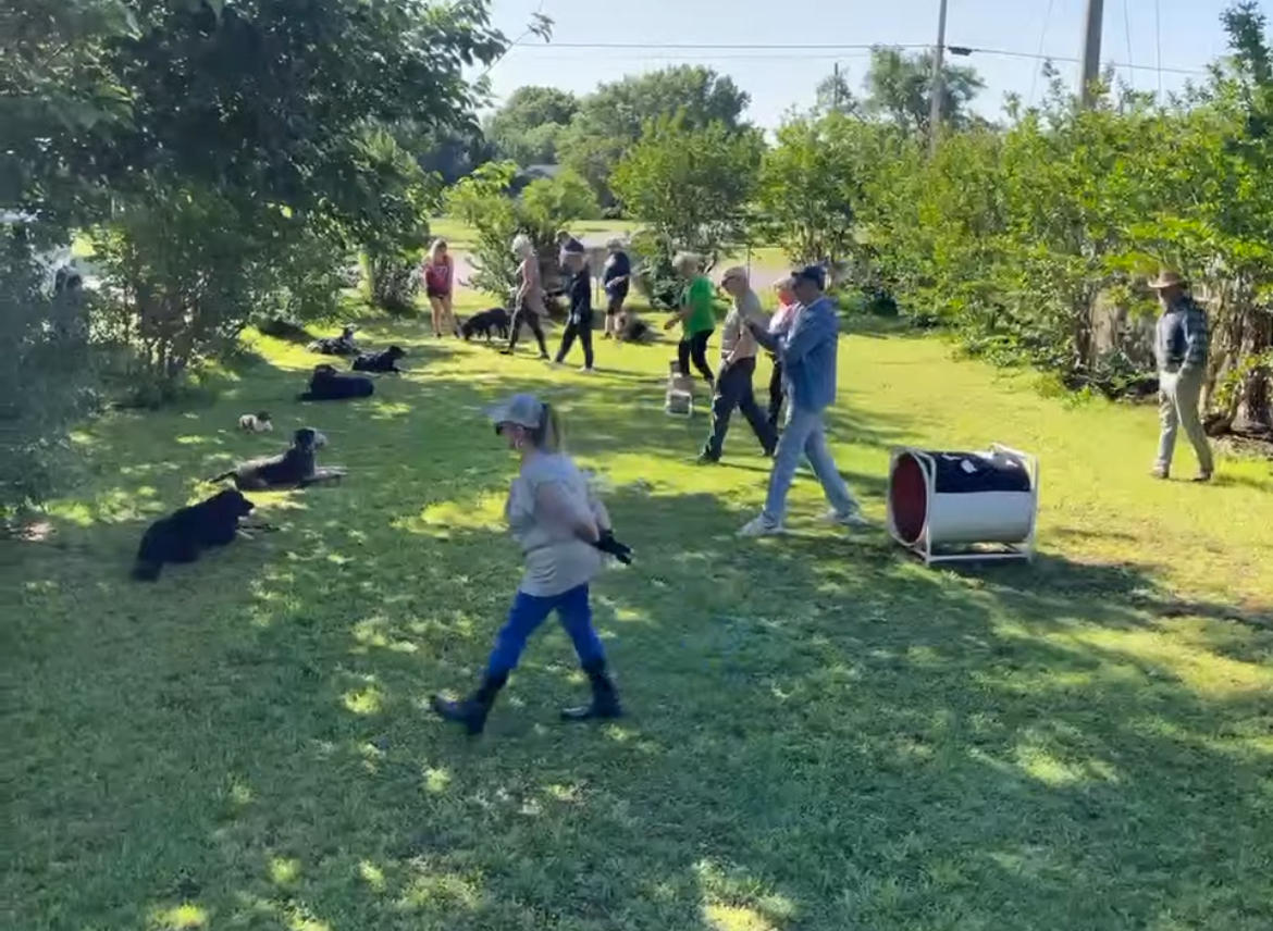 A group of people training several dogs in a grassy field with an agility tunnel visible in the background.