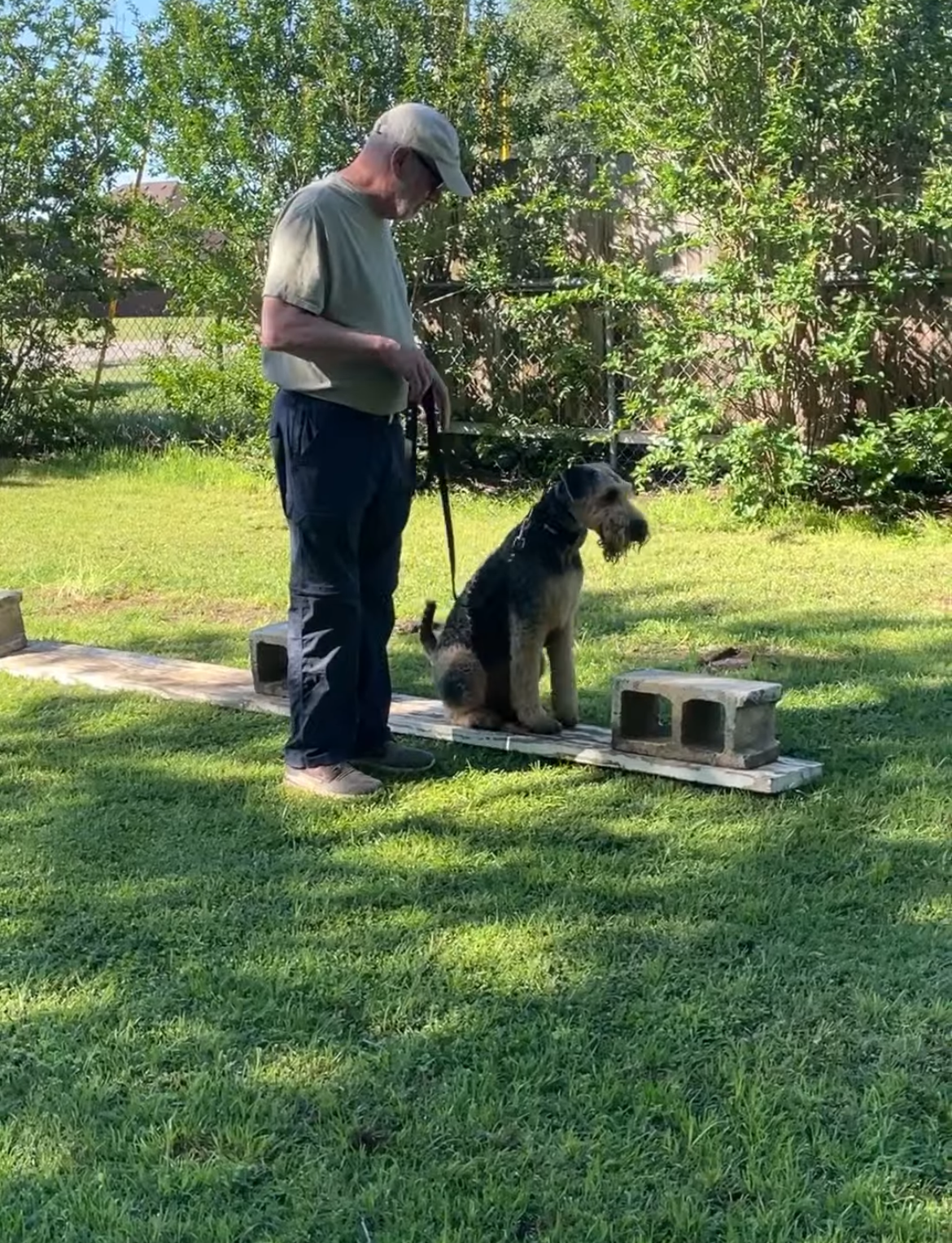 A person standing in a grassy yard, training an Airedale Terrier to sit on a wooden board elevated by concrete blocks.