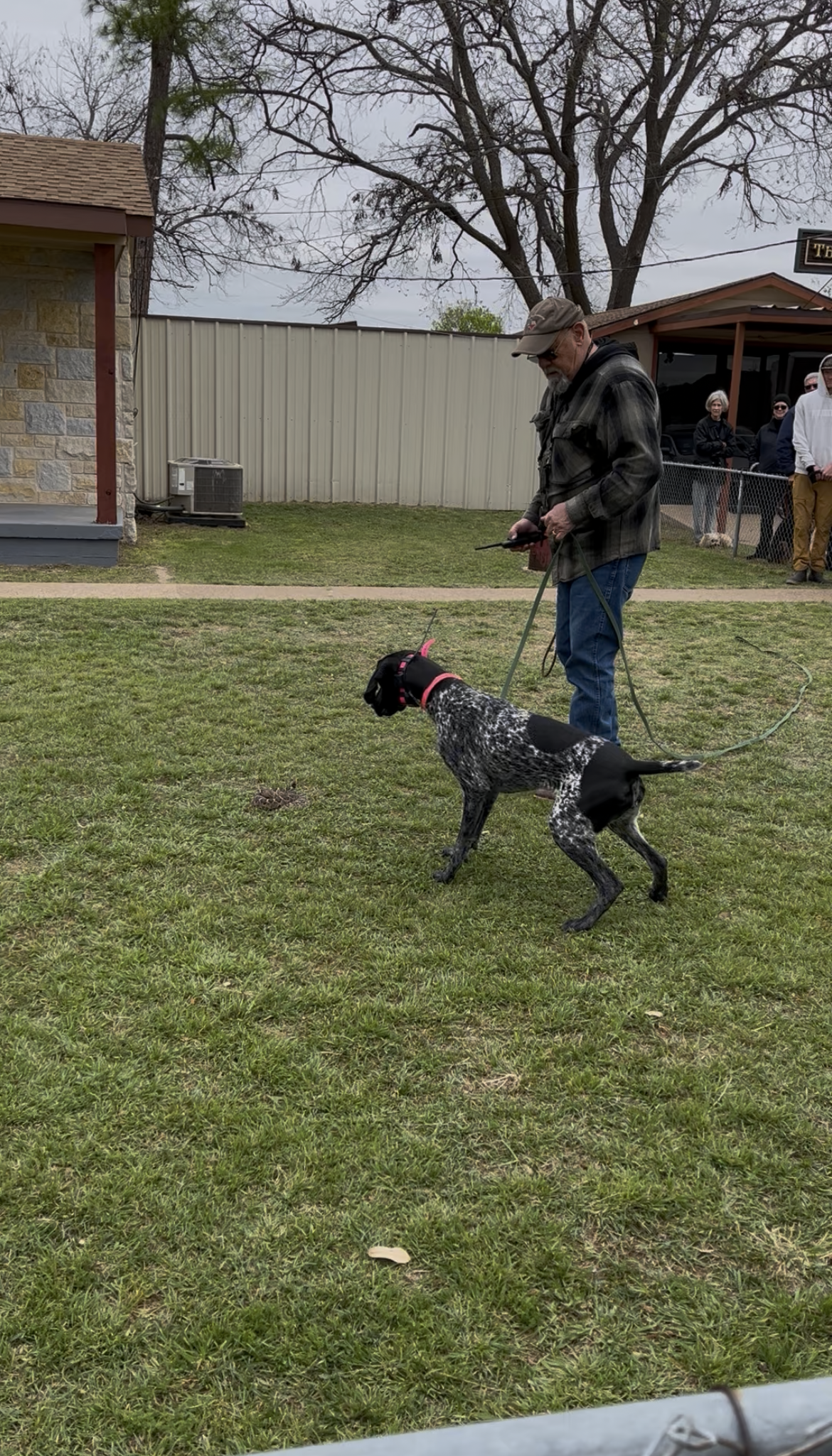 A person in a camouflage jacket holds a leash attached to a speckled pointer dog standing on a grassy lawn.