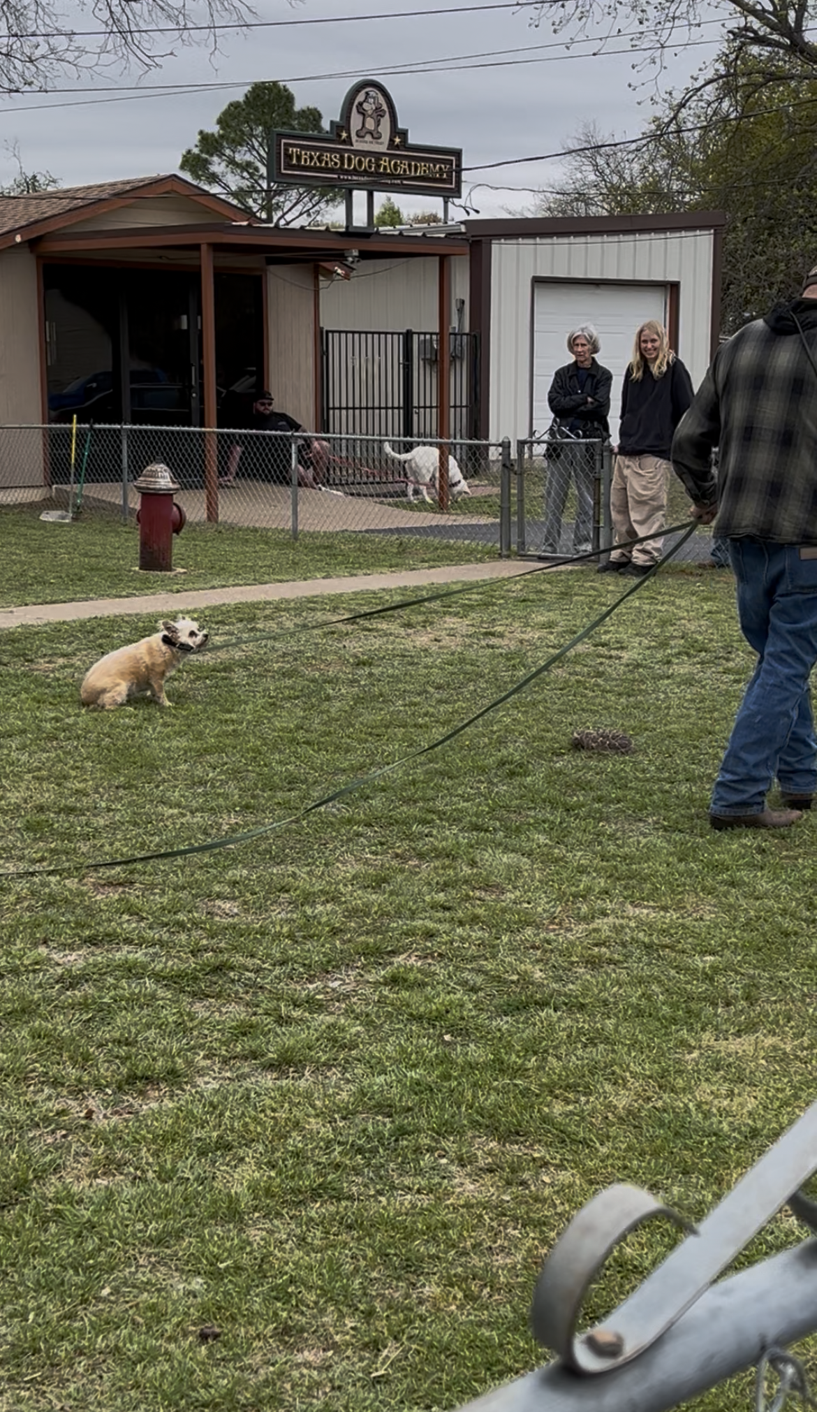A person trains a small dog on a leash in a grassy yard near a business sign and onlookers.