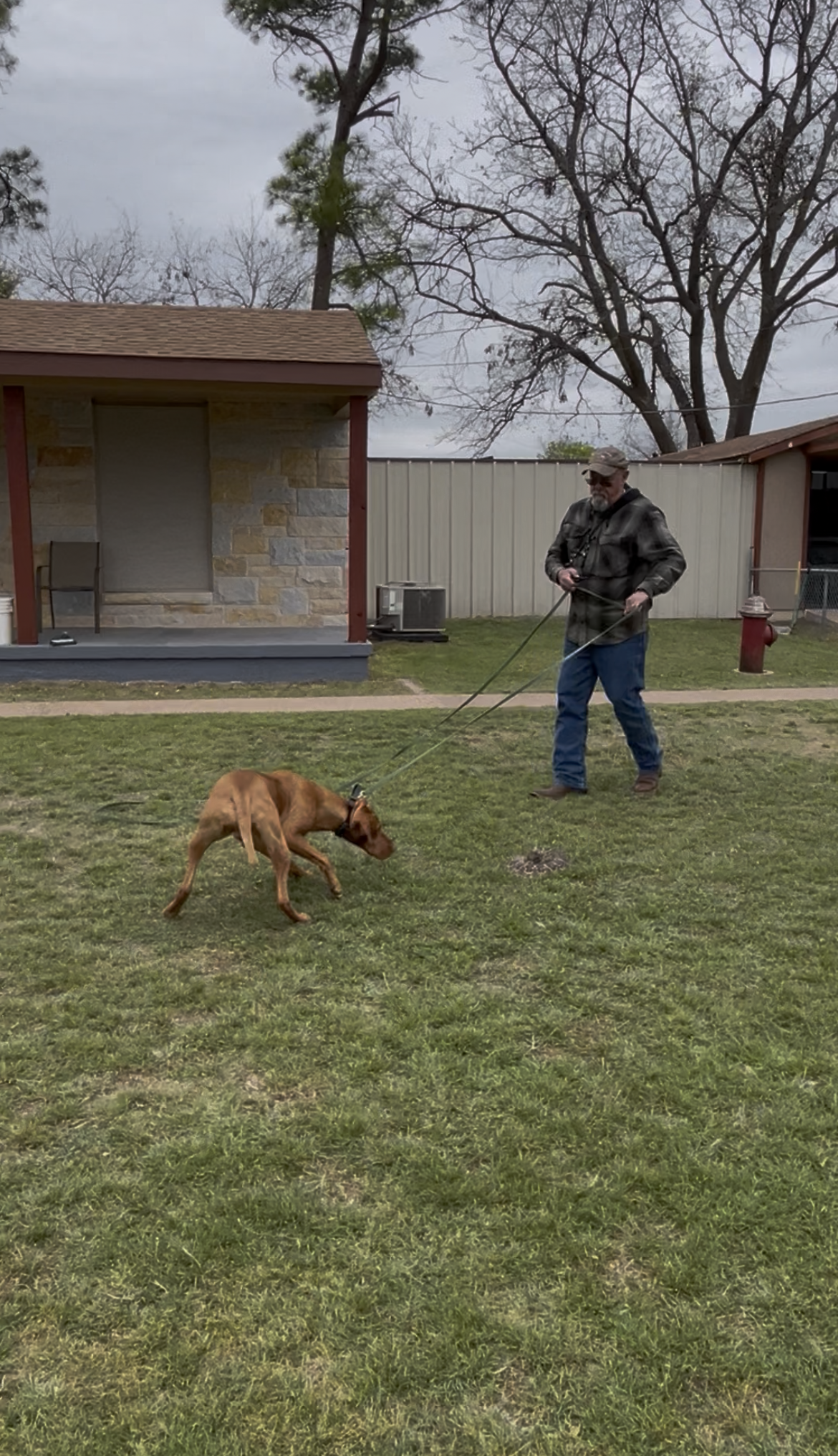 Person in camouflage jacket standing on grass with a brown dog sniffing nearby in a backyard.