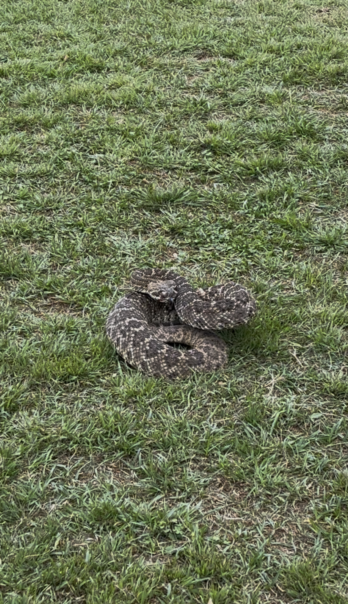 Coiled brown snake camouflaged in grass on a lawn.