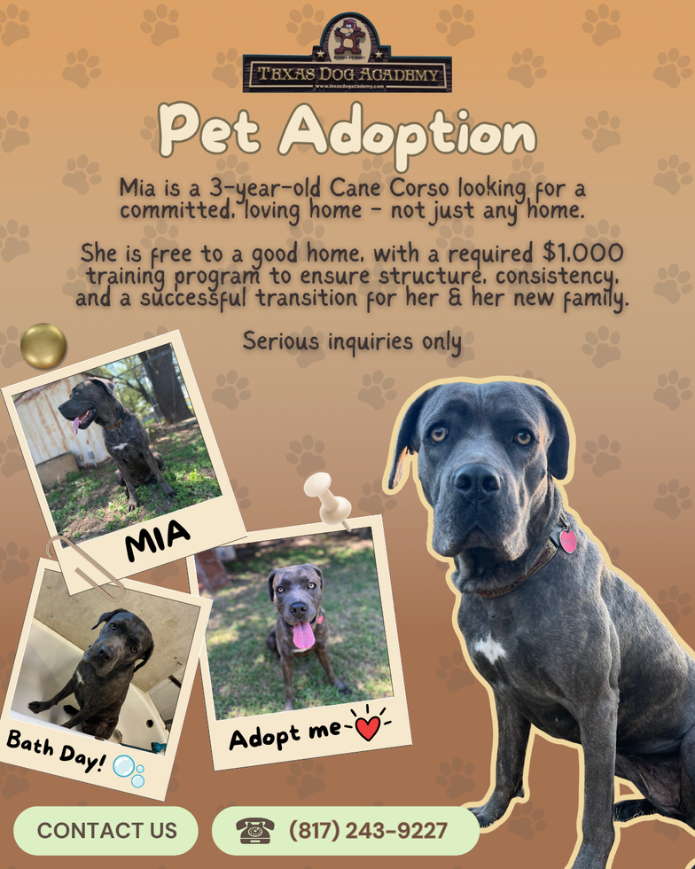 Brown-and-white dog adoption flyer for “Meet Lola,” with photos of a black dog and shelter contact details.