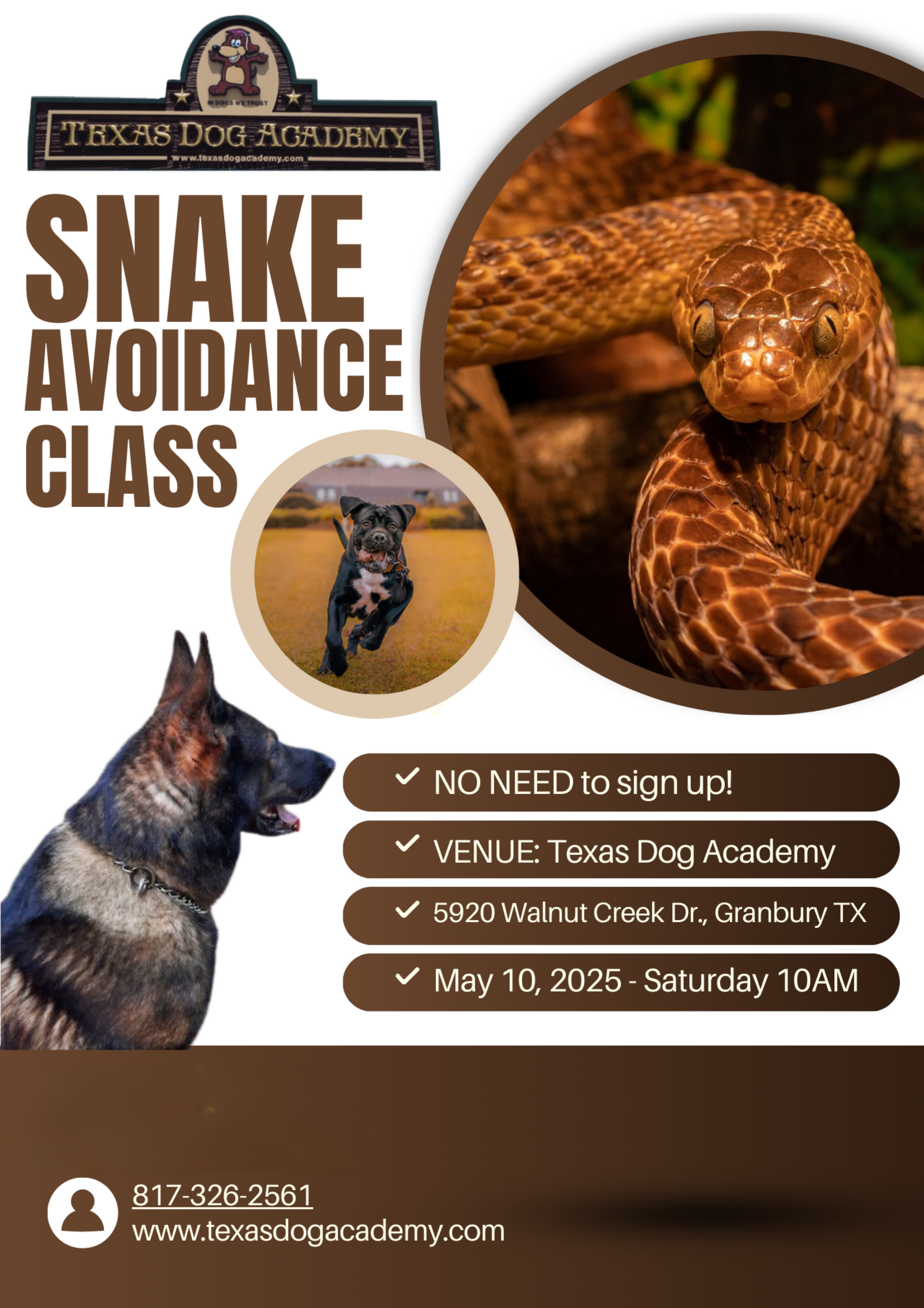 Poster for a snake avoidance class at Texas Dog Academy. It features a snake, a dog, and event details.