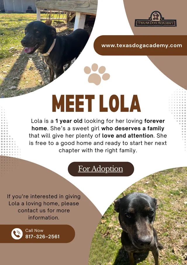 Brown-and-white dog adoption flyer for “Meet Lola,” with photos of a black dog and shelter contact details.