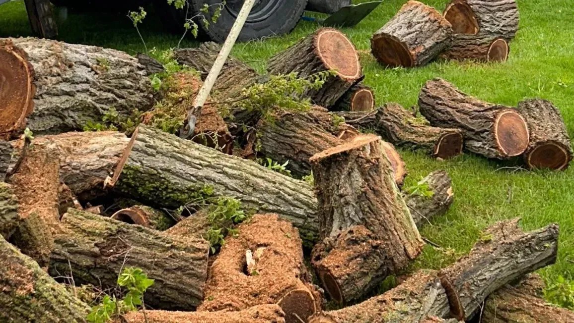 A large pile of cut firewood logs scattered on a green lawn with a vehicle tire visible in the background.