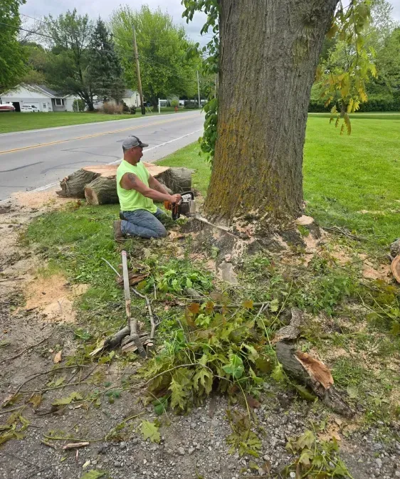Tree being removed in Danbury Township by Bentleys Tree Service
