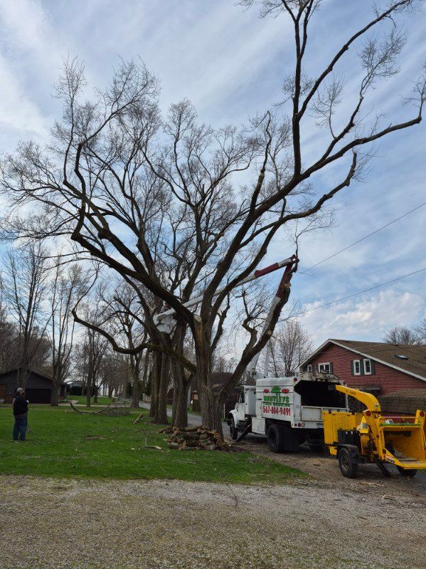 Tree removal crew trimming a large bare tree beside a house, with a wood chipper and bucket truck.