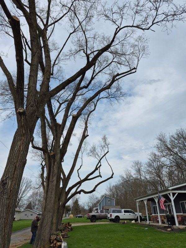 Leafless trees beside a driveway with a white pickup and house under a cloudy sky.