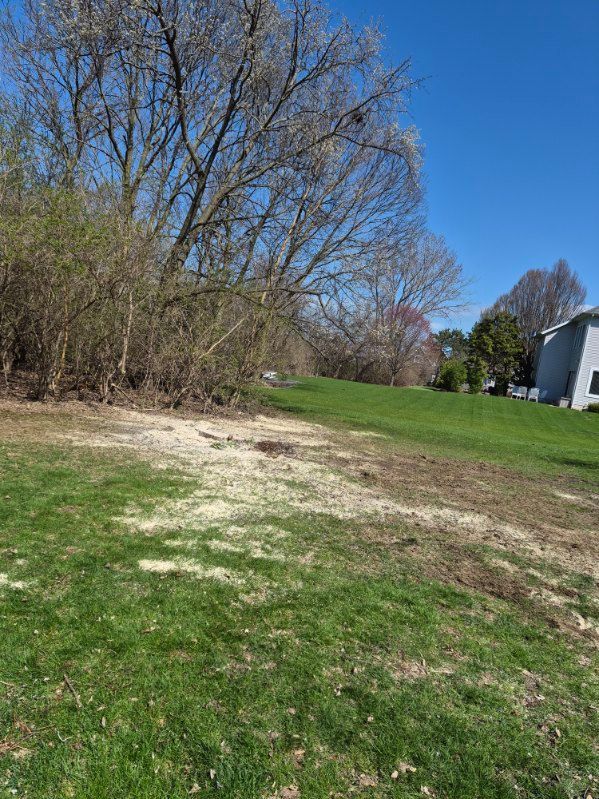 Grassy yard with a bare dirt patch beside leafless trees under a clear blue sky
