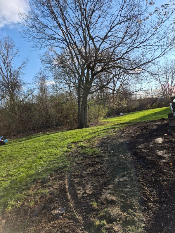 Sunlit dirt path beside a grassy slope and leafless tree under a clear blue sky