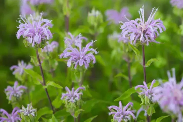a wild bergamot flower